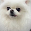 뽀그리독 이미지