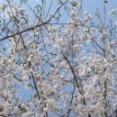 사월이네 이미지