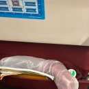 골드메디칼 | 신한 크리스플라이어 카드 싱가포르항공 골드 달성 +인천 중국 공항 이용후기