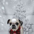 울알라애견미용 이미지