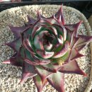 가브리엘 농장 이미지