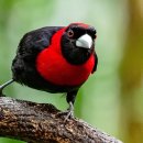 Crimson-collared Tanager. Costa Rica 이미지
