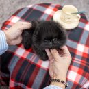 일산 강아지분양 스마트독 이미지