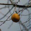 하늘타리 이미지