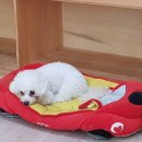 다온애견샵 이미지