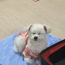 리본 동물병원 이미지