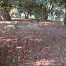 동백바다 이미지