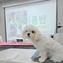 이천동물복지센터 | 아산시동물복지지원센터 온봄 미용교육 후기