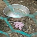 매지밀 딸기농장 이미지