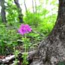 대성목장 이미지