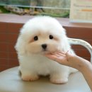 미유펫 강아지고양이 구미점 이미지