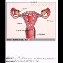 In Vitro Fertilization 이미지