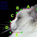 잘난돌스 이미지