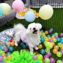 퍼피야놀자 이미지