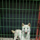 헤이메르 이미지