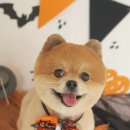 멍뭉이 미용실 이미지