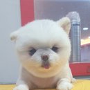 개털깍는 사랑이네 이미지