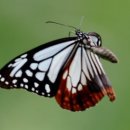 나비의꿈-호접지몽 이미지