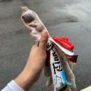 평삼 | [산책봉사] 비가와도 잘 뛰는 친구들