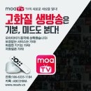 한국 고화질 실시간 방송보기! 모아TV의 놀라움에 빠져보세요! 이미지