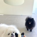 멍풀하우스 이미지