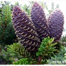 솔방울민박 이미지