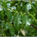 대추나무 이미지