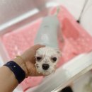 다올펫 | 내돈내산 천안불당동 애견미용 다올펫 애견미용 후기 천안 애견미용잘하는 곳