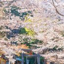 “일본에도 유채꽃이?” 활짝 피어난 사이타마의 봄 여행지 이미지