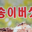 예천 송이 풍작~~ 이미지