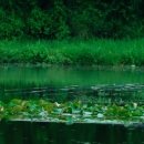 입큰붕어낚시카페 이미지