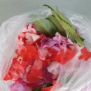 봉숭아물 물들이다 이미지