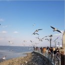 삽교호 관광지 이미지