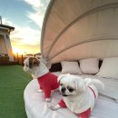 골드독 펜션 이미지