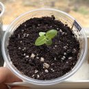 식물로부터 이미지