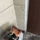 퍼피클럽뚱