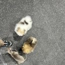 카인드독 이미지