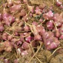 사정농장 이미지