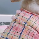 치코디차