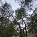 건강해봄 | 양산 통도사 홍매화 개화 소식 우담바라까지 만난 봄 통도사 여행 후기 작성중