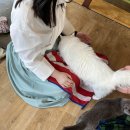 냥이시대 이미지