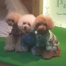 이츠펫(광혜원점) 이미지