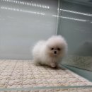 이정훈 강아지 하남본점 이미지