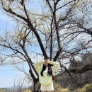 ICHEON17 | [이천] 🌼백사 산수유축제 주차장/포토존/개화현황 산수유마을 명당 정리👍🏻 서울 근교 꽃구경 명소