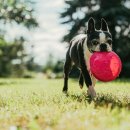 미래펫미용 이미지