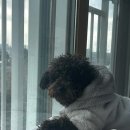 베베시오 이미지