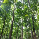 아이와 보홀 여행 4일차(3) : 맨 메이드 포레스트(Man-made Forest), 안경원숭이 투어