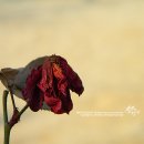 목련초등학교 이미지