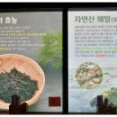 배말칼국수김밥(양산물금점)