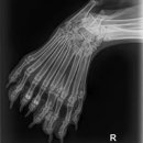 데려가시개 이미지